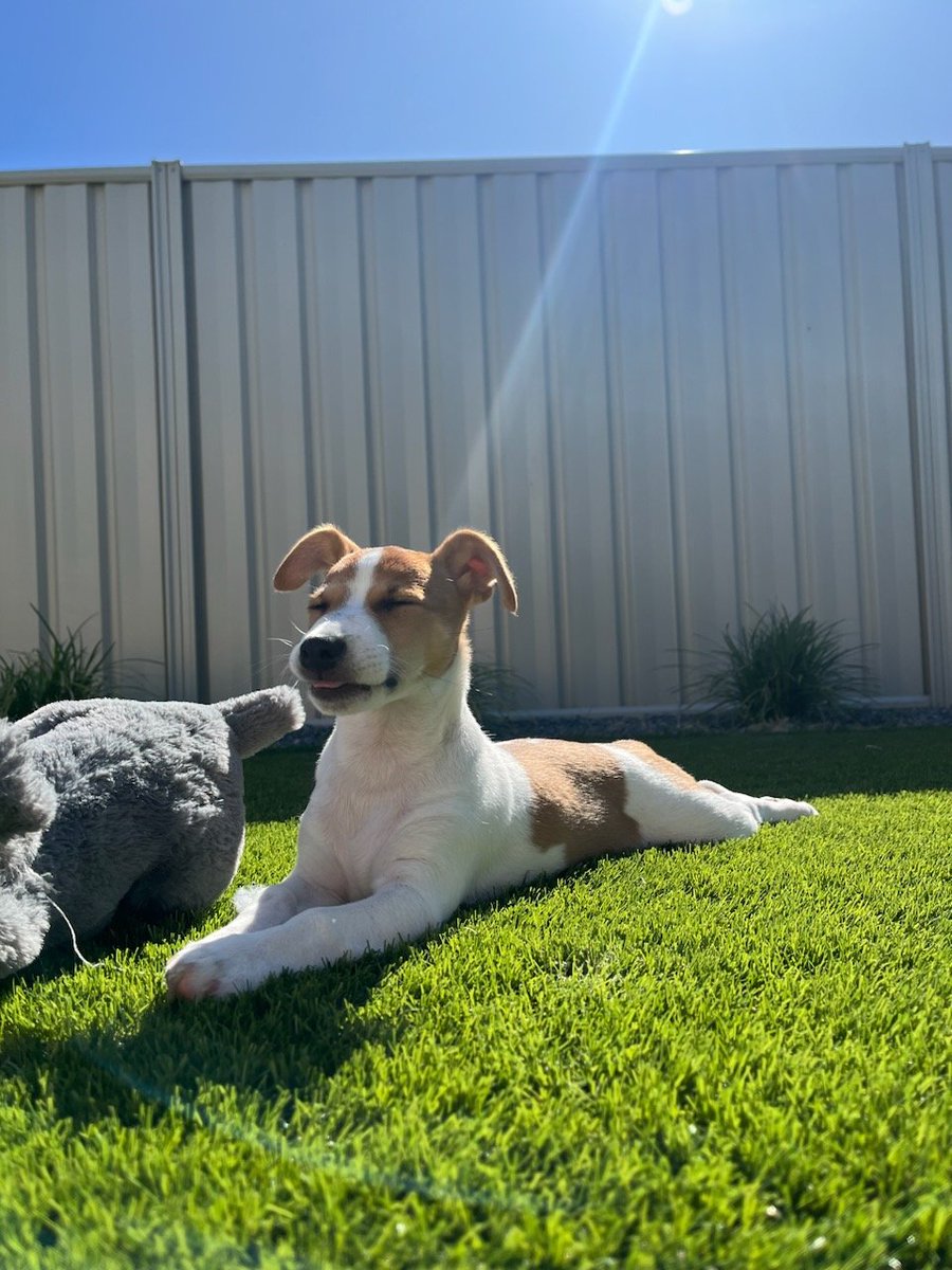 twinky2g's tweet photo. Just a pup enjoying the sunshine https://t.co/T4NHXzruxy