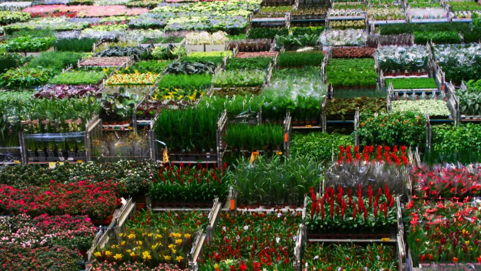 FlowerToursNL's tweet photo. The Trade Fair Aalsmeer in Holland is almost ready to welcome you again. This professional #flowershow takes place from November 9-11, 2022. It’s the place to be for #flowerprofessionals! https://t.co/buEXTXSuSh