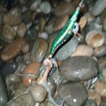 ツイートに含まれる画像