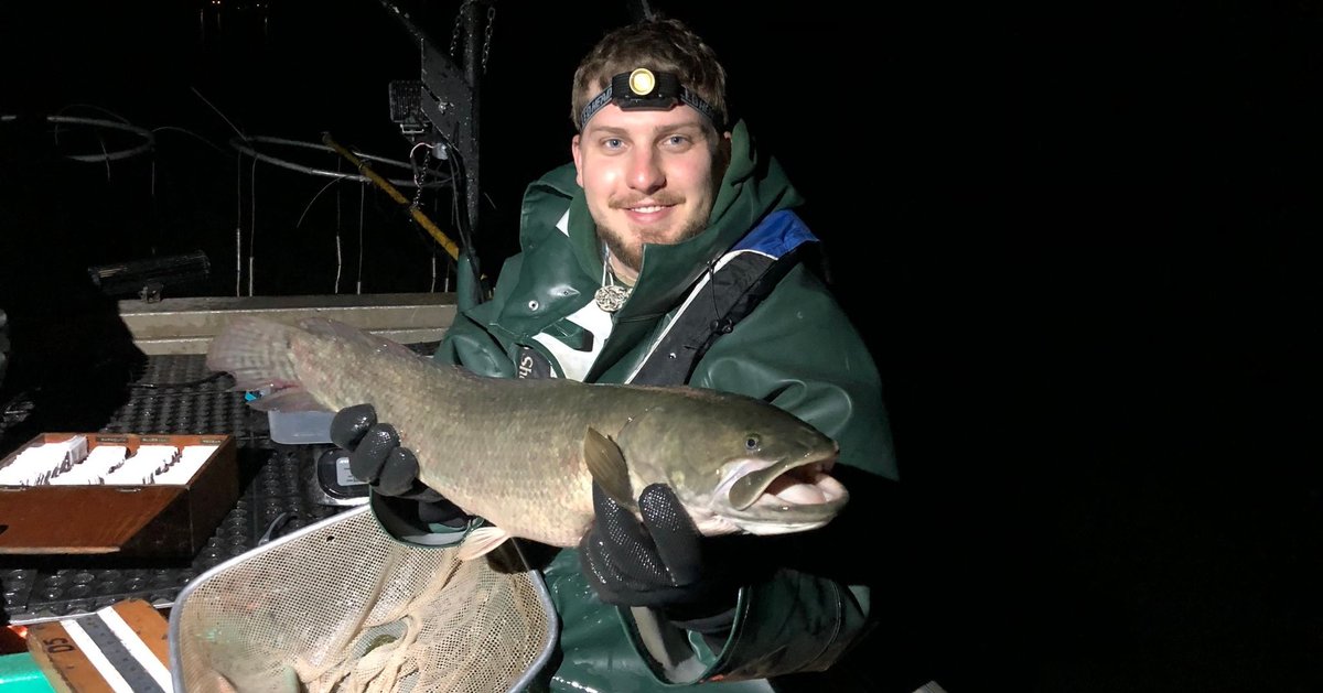 INFishWildlife's tweet photo. MONSTER FISH 💀 BOWFIN: 

Bowfin sport a round tail fin with a black eye spot on the upper base of the tail. With a mouth lined with sharp teeth, these fish will prey on anything that fits into their mouths. 

12/10. Not a picky eater. Probably prefers pineapple *on* pizza. 🍕 https://t.co/jaKRFnm6fj
