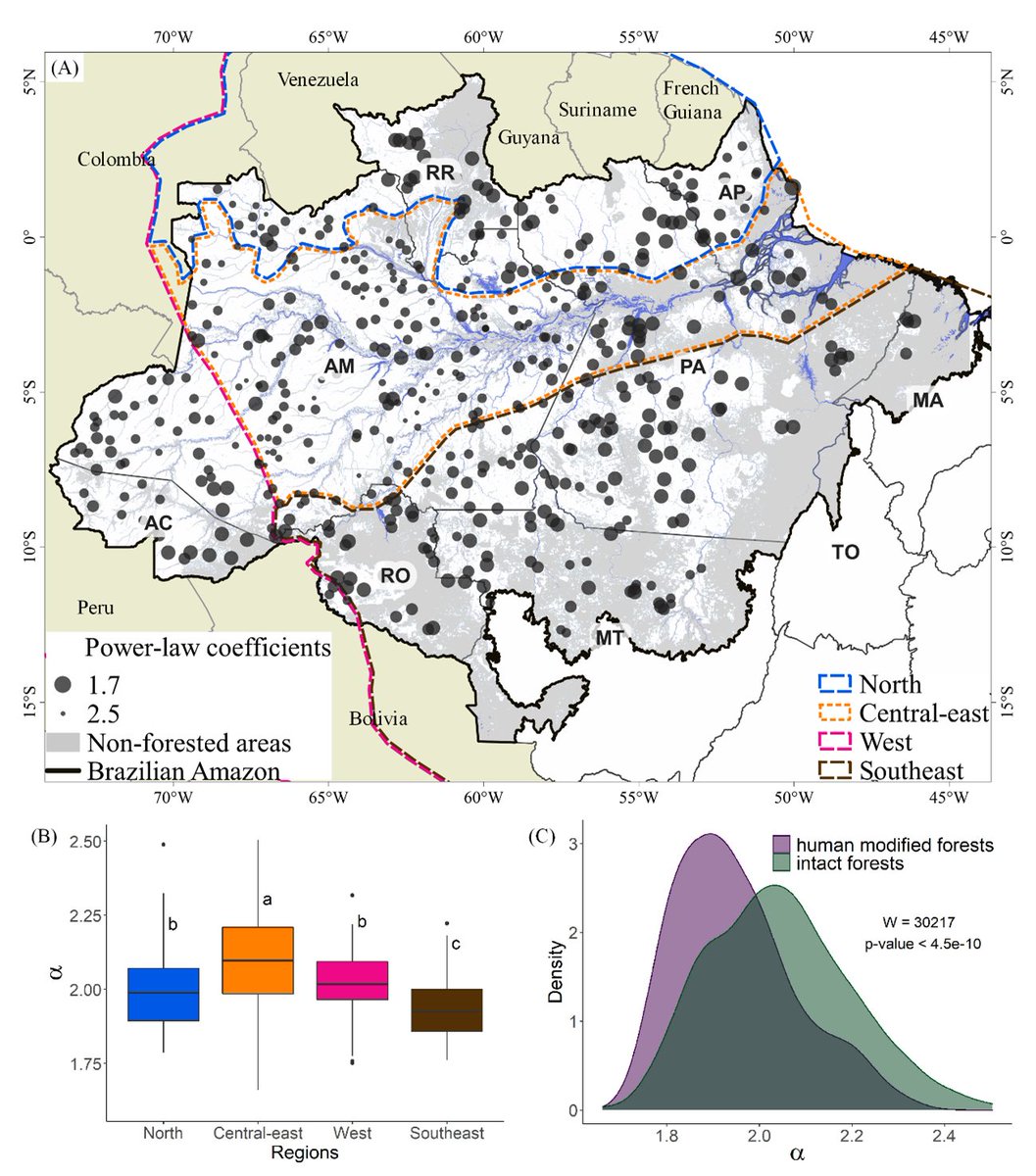 Toby_D_Jackson's tweet photo. Large gaps in the forest canopy are more common in areas with high soil fertility, tall trees and more disturbance. 

Check out the paper led by @cristirreis &amp; me: https://t.co/Uy2ixDkY3t
LiDAR data across Brazil available: https://t.co/9NPfbarB8r

(bigger dots = more large gaps) https://t.co/CPXmKyRvC8