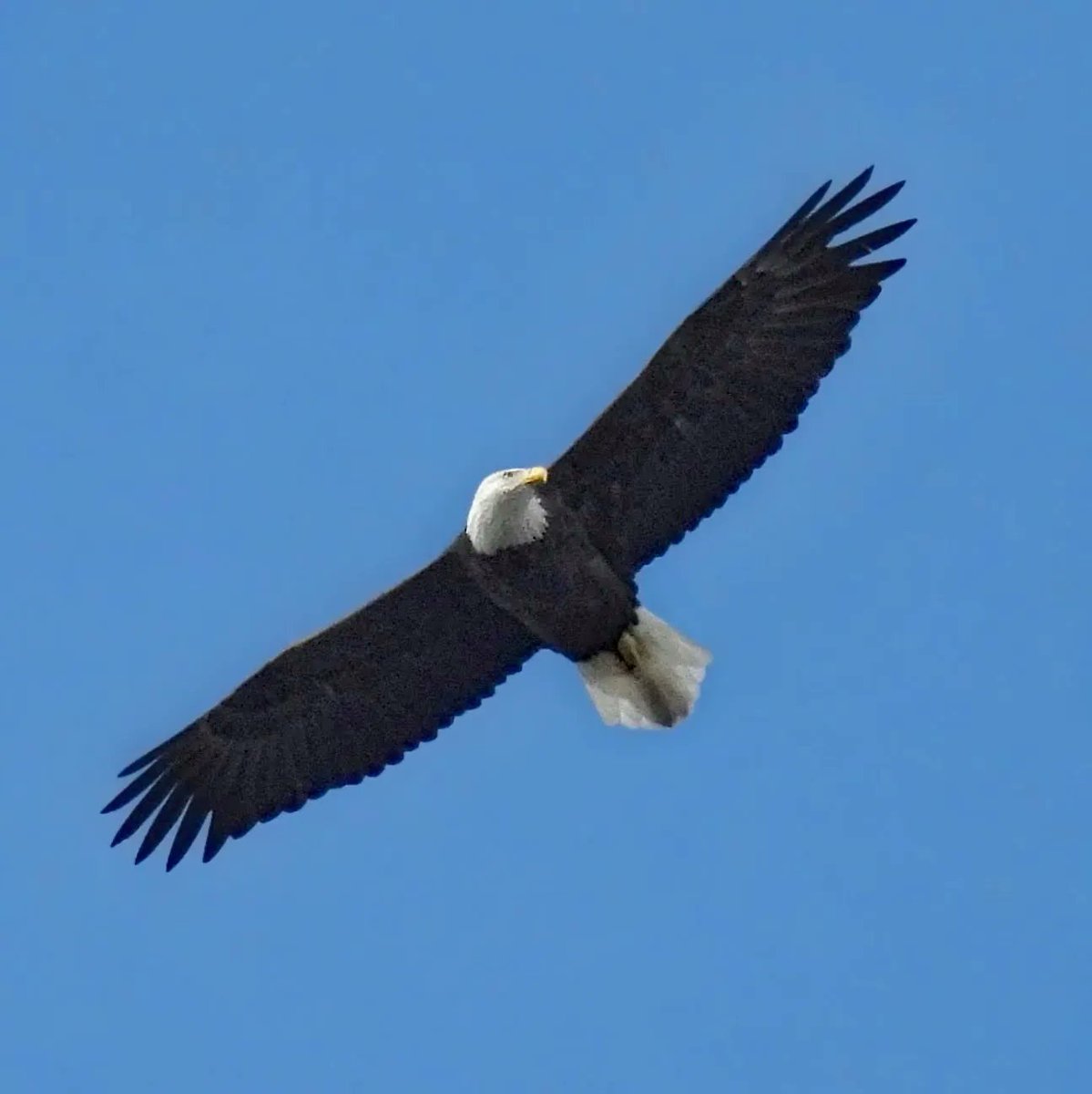 BirdCentralPark's tweet photo. A Bald Eagle soars over northern Manhattan by the Hudson River. https://t.co/f1KWdvW4Sp