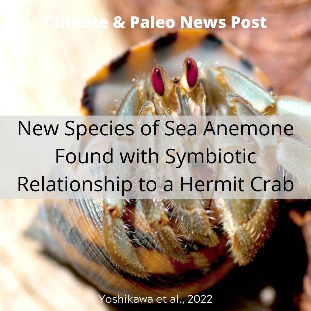 TimeScavengers's tweet photo. #VIPSciComm intern Michael summarizes a study that reports on a newly-discovered symbiotic relationship between hermit #crabs and sea anemones! Read more about this study on the site at https://t.co/Pmrx6LCtab https://t.co/Oh7zrhHWAs