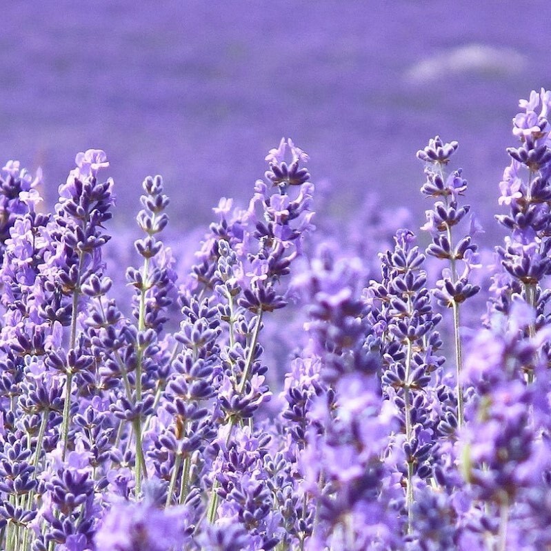 markgarrison_'s tweet photo. The soothing smell of lavender infuses a lot of our haircare. With calming properties and a sweet aroma, lavender is a mainstay in our shampoos, conditioners and styling products.

#nycsalon #newyorkhairstylist #haircareroutine #goodingredients #hairprod… https://t.co/HBC1Hoi9nq https://t.co/b4c3NZxBmN