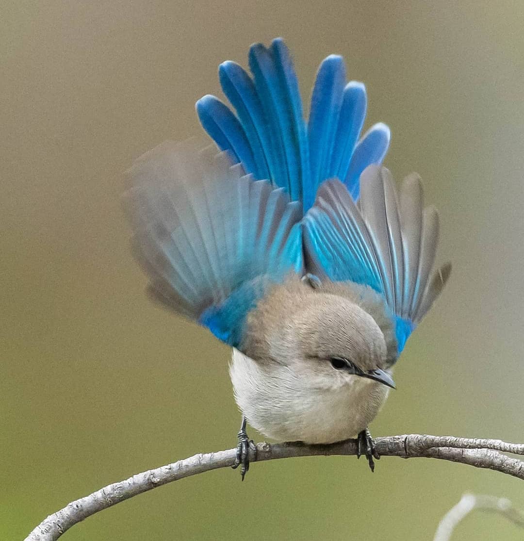 Birds Perfection tweet media