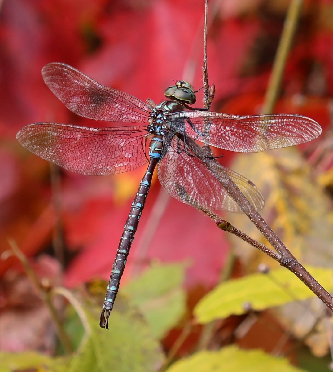 kerryyurewicz's tweet photo. I'm guessing this was my last photograph of a #dragonfly for 2022 (taken on October 9) - but what a beauty, and with a blaze of fall foliage behind it! This one is a Shadow Darner, #Aeshna umbrosa. #InvertOfTheWeek #Odonata #NH https://t.co/Thh9cBl0Ve