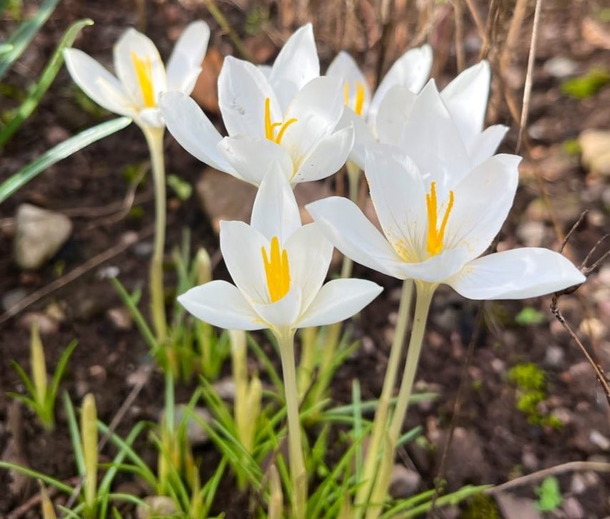 Crocus goulimyi leucanthus