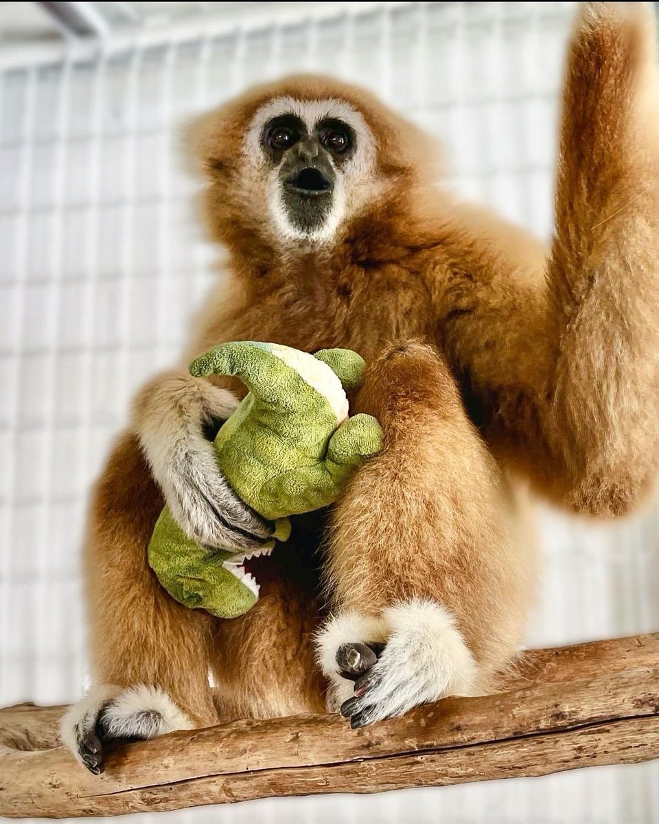 roundgib's tweet photo. (📷 @IPPLprimate) https://t.co/i32VUq1tbJ
