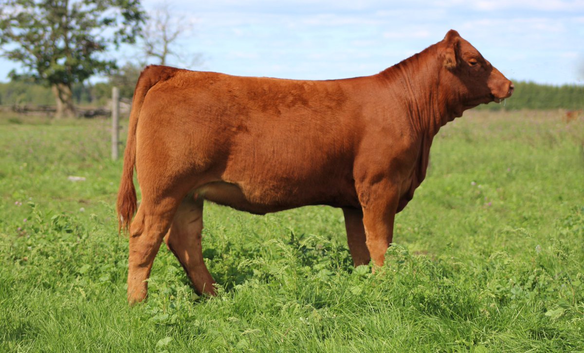 Selling this weekend at the Colours of Autumn Limousin Sale in Cookstown Ont and on DV Auctions. Link to her video m.youtube.com/playlist?list=… <a href="/Bohrson/">Bohrson Marketing</a> <a href="/limousincattle/">N. American Limousin</a>