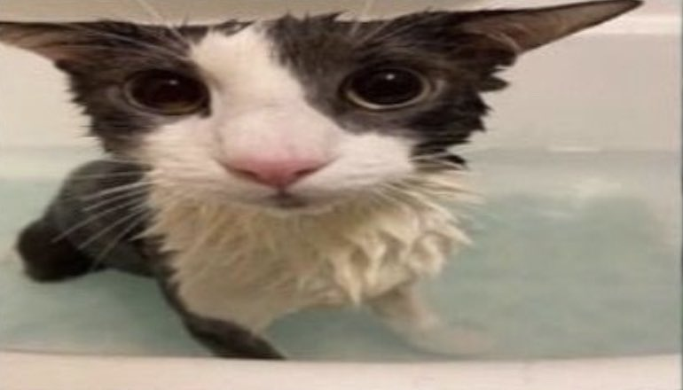anythingbott's tweet photo. wet cat has been released from Prison! https://t.co/lRALg0ONF2