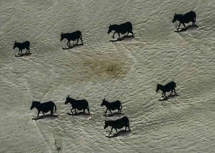 National Geographic Picture of The Year. Black images are shadows of zebras. Zoom in and you will see zebras.