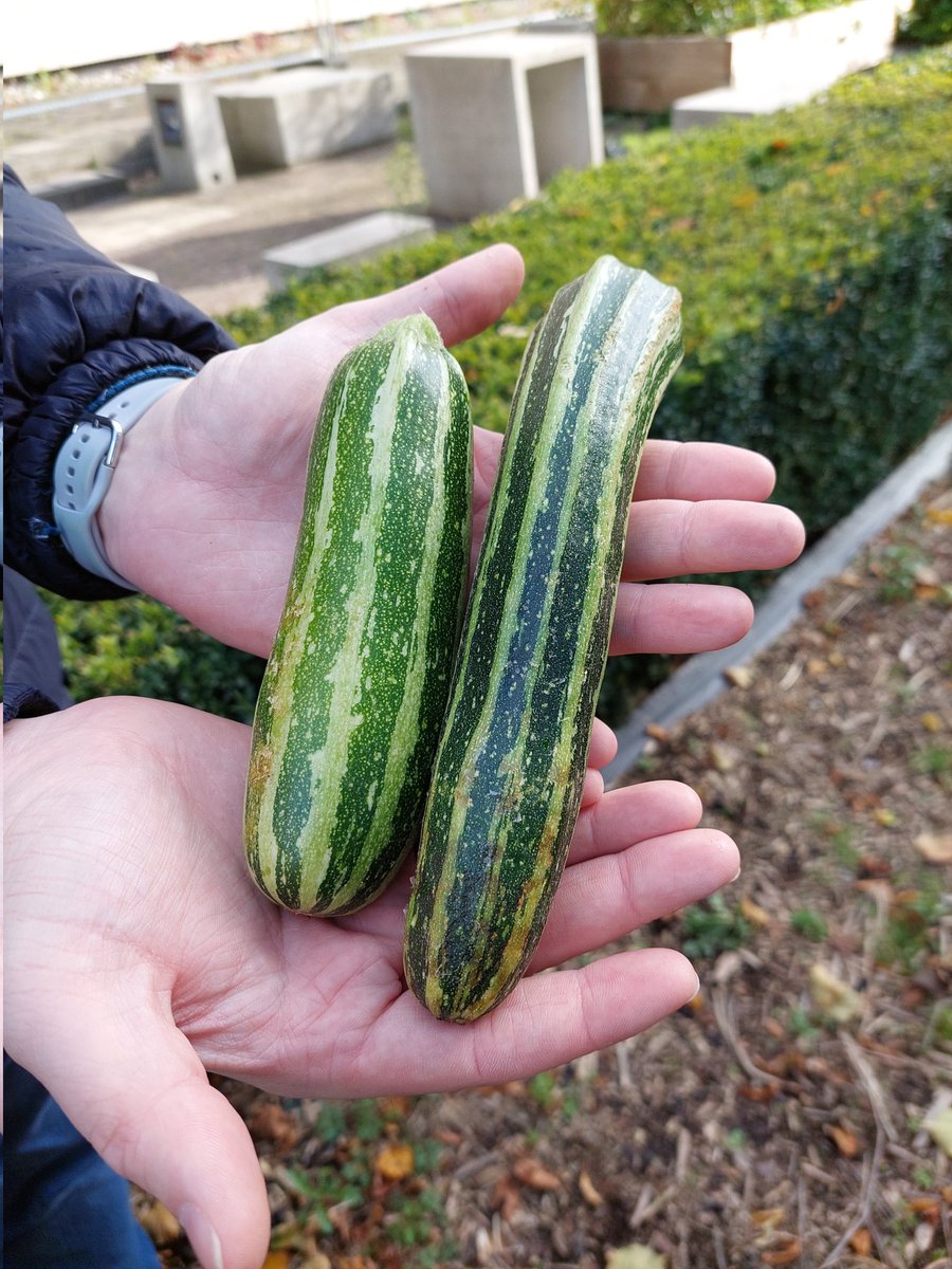 Always feel better after some time away from the desk in the lovely <a href="/LivUniCTL/">CTL Liverpool</a> garden.
👥 lots of great student volunteers. 
🥒 harvesting fresh veg.
😀😀😀
#SowingTheSeedsOfSustainability project
