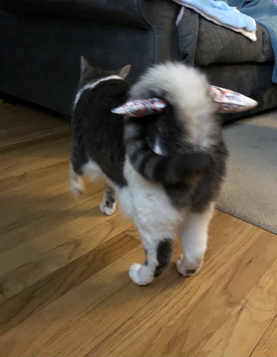 linnovative_'s tweet photo. I like cat tails, like I like my @arbys fries.

Curly, easy to transport, with a solo straight fry inside. https://t.co/H5S7hnXWcb