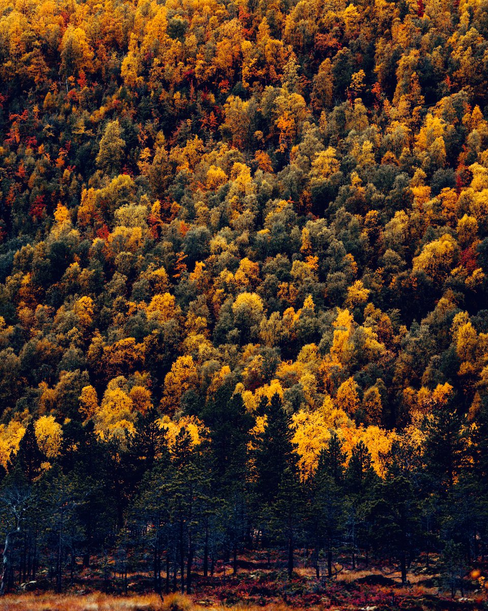 Thomasliva Photography (@thms_liva) on Twitter photo Autumn season has passed up north, get ready for the winter landscapes💯✨<a href="/C_P_C2022/">Creative Photographers Club</a> Autumn season has passed up north, get ready for the winter landscapes💯✨<a href="/C_P_C2022/">Creative Photographers Club</a>