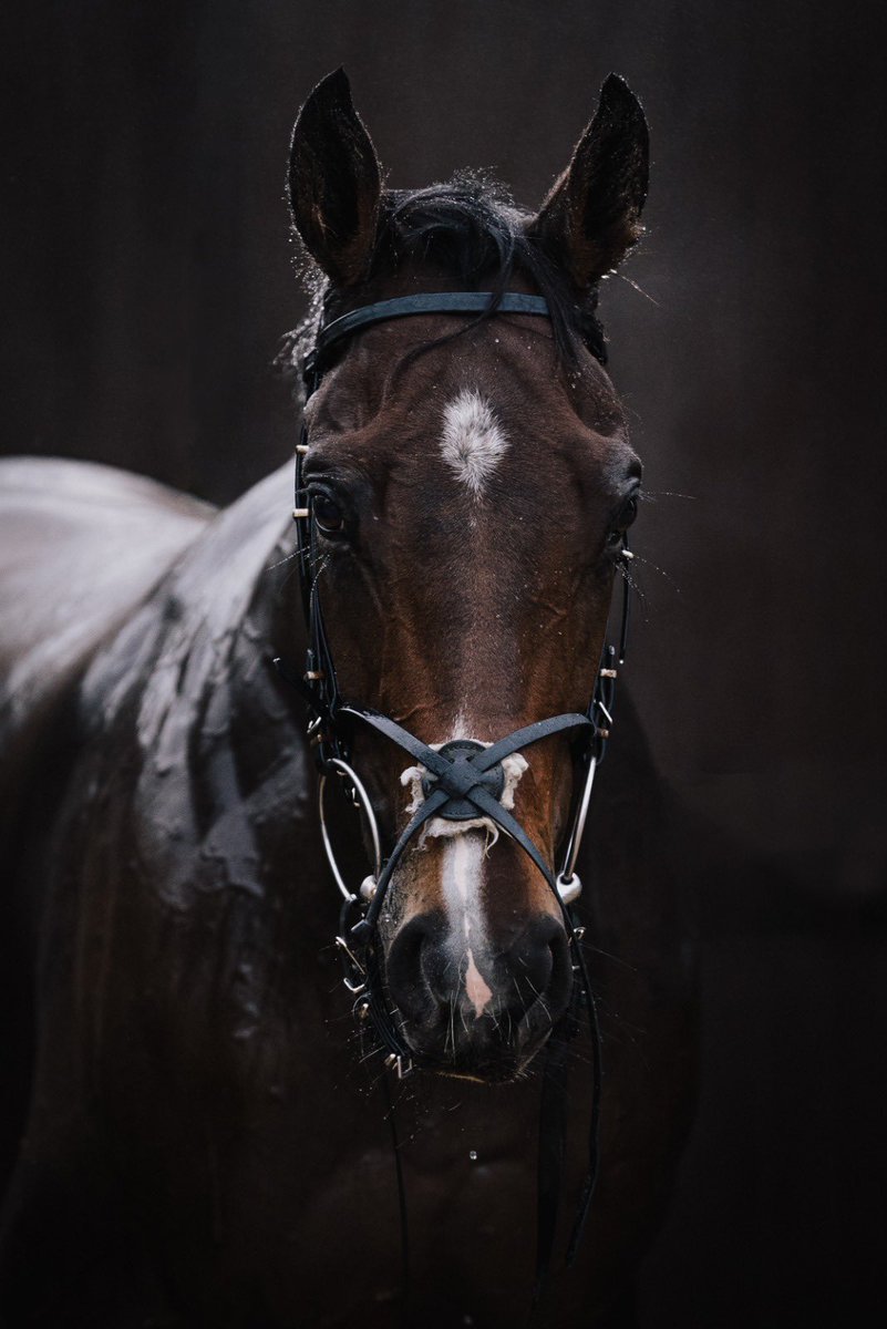 FOBRacing's tweet photo. Byzantine Empire entered at Cheltenham on Friday #TeamOBM https://t.co/cFeBWDObbw