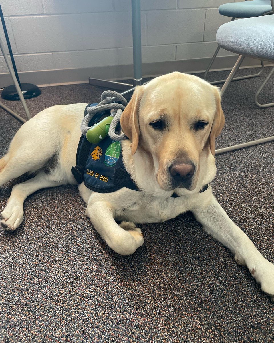 SLCSdogs's tweet photo. Happy Wednesday from Oakley! 💙🐾 https://t.co/TO7c3NlANf