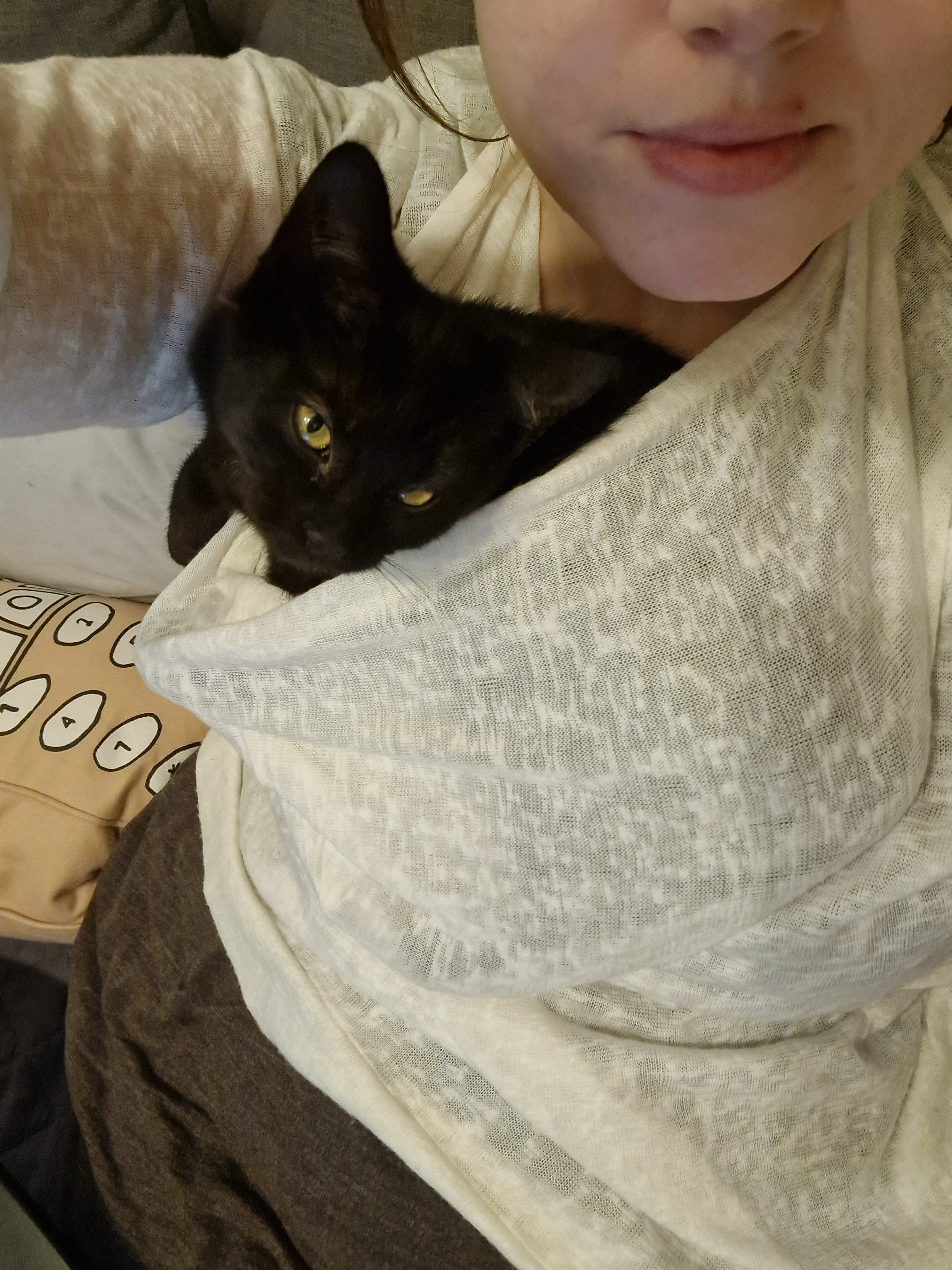 Cat in backwards hoodie hotsell