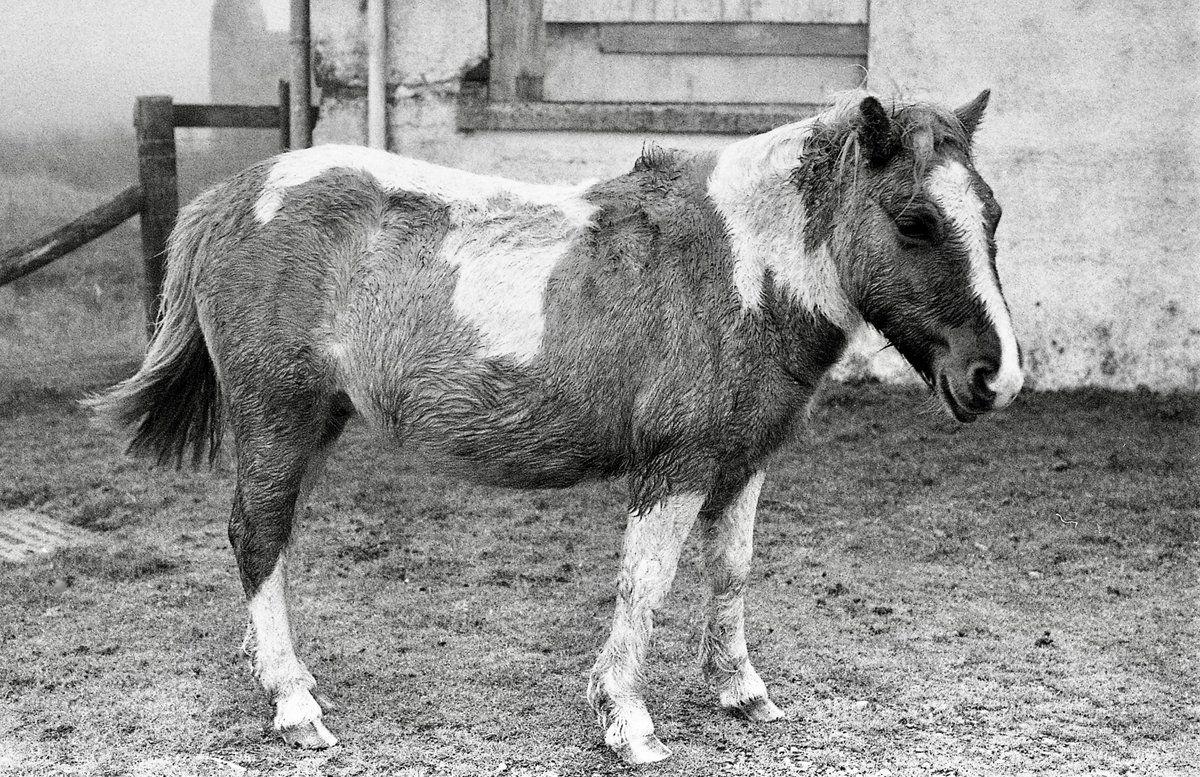 leestevens4's tweet photo. Dartmoor this morning.Very murky.
#Dartmoor.
#NikonF.
#HP5at800.
#BelliniHC https://t.co/3nCGT0De0h