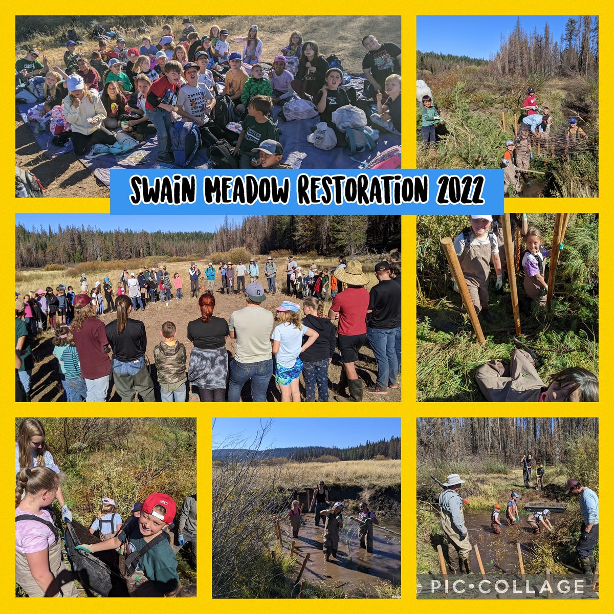 PlumasUSD's tweet photo. #WildWednesday
Another great adventure for our Chester Kids this week!
2nd-5th graders planted willows + built beaver dams to restore meadow habitat, part of STRAW (Students &amp; Teachers Restore a Watershed) in Swain Meadow.
#chesterelementary #Mountainkids #chesterhigh #PointBlue https://t.co/I70lJ0u6oL