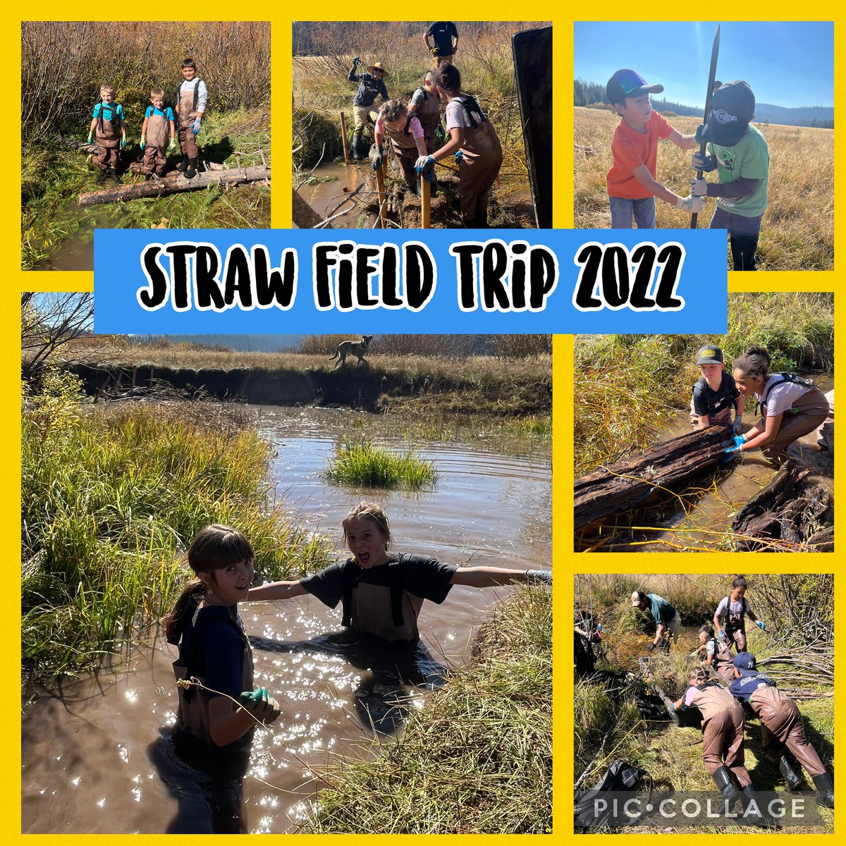 PlumasUSD's tweet photo. #WildWednesday
Another great adventure for our Chester Kids this week!
2nd-5th graders planted willows + built beaver dams to restore meadow habitat, part of STRAW (Students &amp; Teachers Restore a Watershed) in Swain Meadow.
#chesterelementary #Mountainkids #chesterhigh #PointBlue https://t.co/I70lJ0u6oL