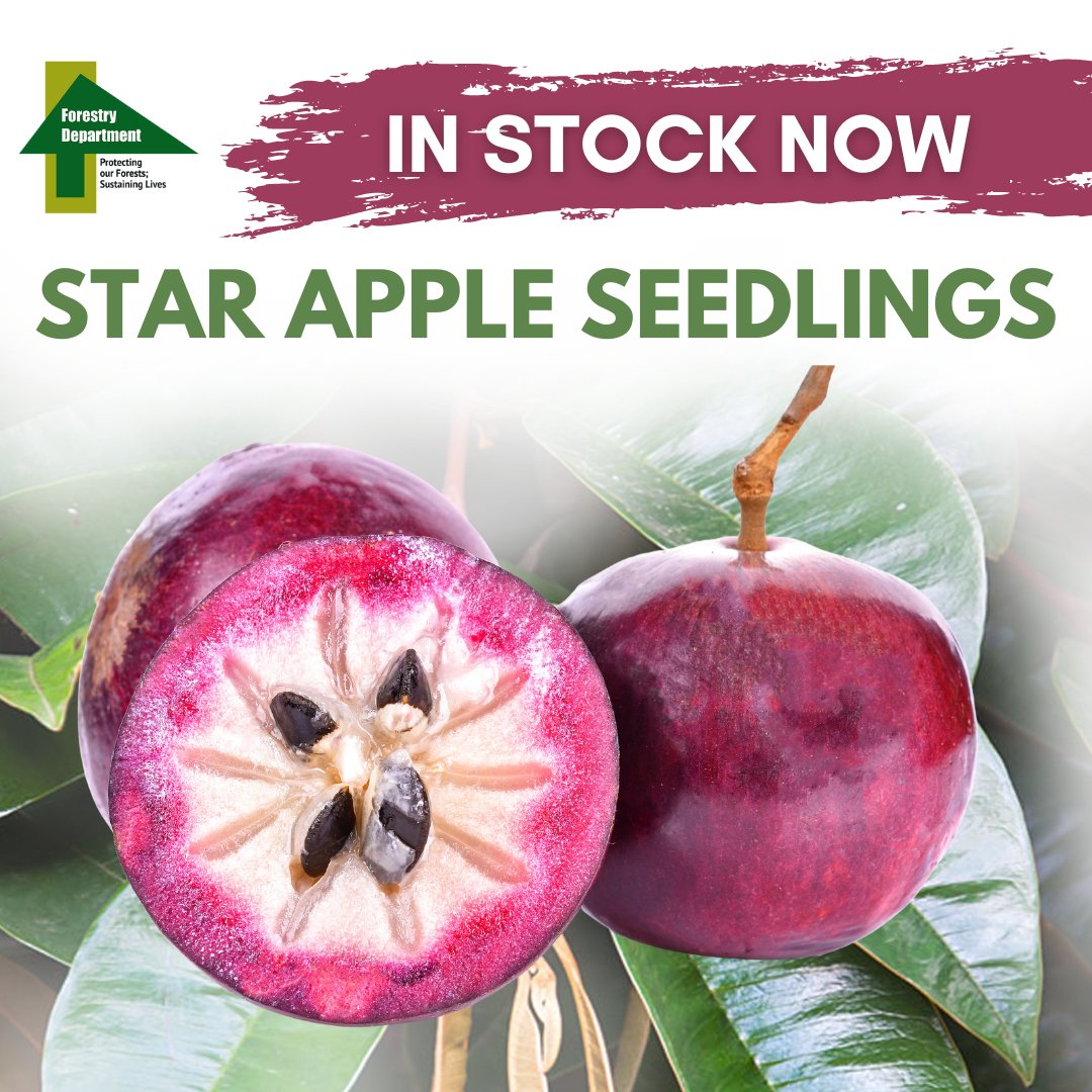 ForestryDeptJa's tweet photo. Who loves the delicious star apple fruit?... We do. If you love this tasty fruit too, stop by any of the Forestry Department’s nurseries to make your purchase. Seedlings cost only $350. Don’t miss out.
 
#forestrydeptja
#forestmatters
#ntpi
#3millionin3 https://t.co/kfjzIqOIv1