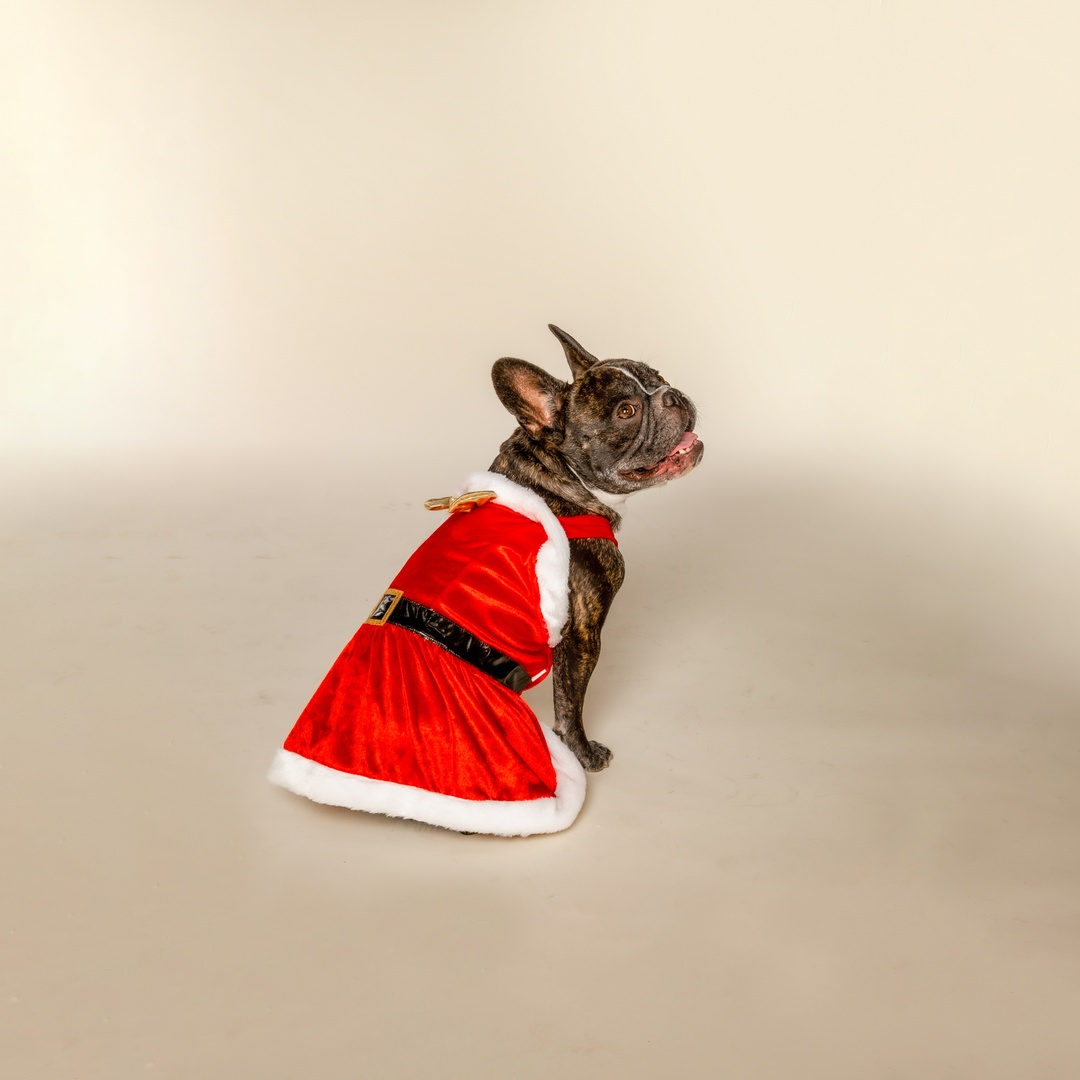 DollyParton's tweet photo. I’m still feelin’ the holiday spirit, so I think it's the perfect time to announce that my @DoggyParton holiday collection is available now! 🐾 Hurry and get your paws on some gifts for your furry friends at https://t.co/lWJYQnHKW3! https://t.co/4Hu7VrhjmB