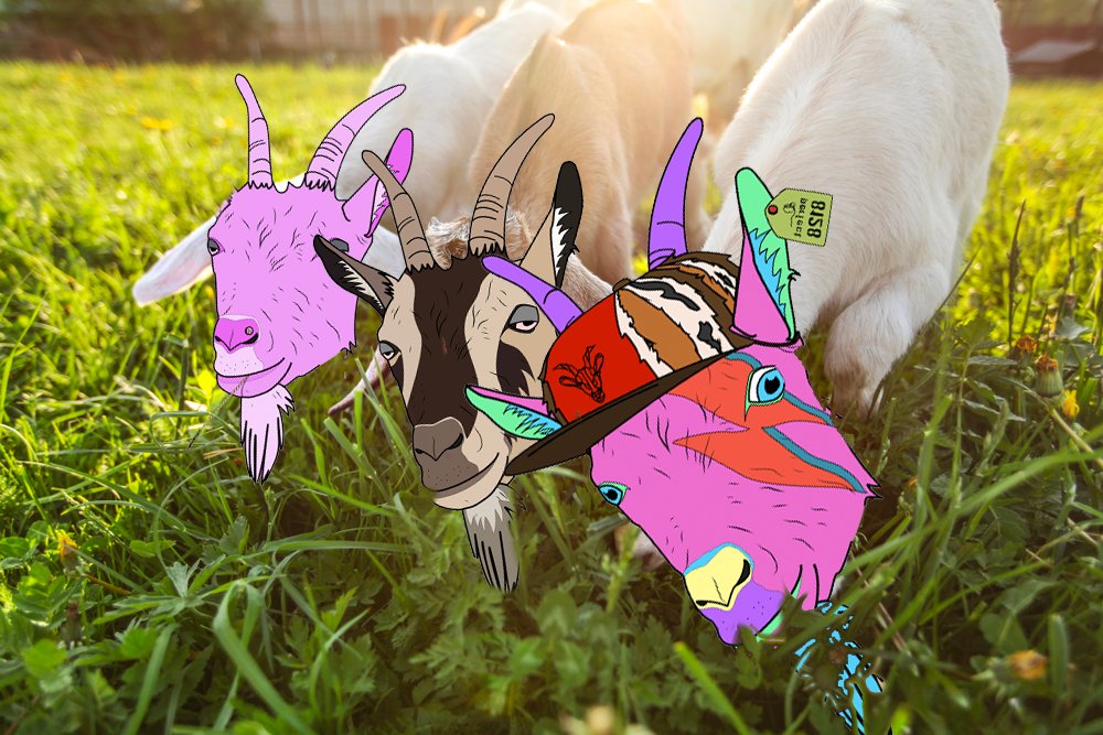 BigDrew369's tweet photo. It's @adaGOATS 1 Year Anniversary and I promised to do a $GRASS giveaway 🐐🎉

To enter:
✅ Follow @adaGOATS and @BigDrew369
✅ Like &amp; retweet
✅ Comments are bonus points

1000 $GRASS to the winner!!!
🌿🌿🌿🌿🌿🌿🌿🌿👀

Nom nom nom 🌿🐐
#GOATtribe #LFGoat #CNFTs #NFTs #Cardano https://t.co/V1WZMm4wC0