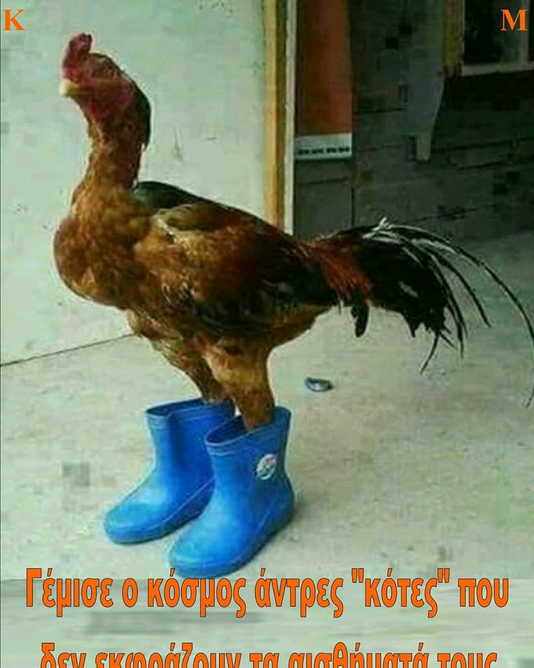 Петух в туфлях