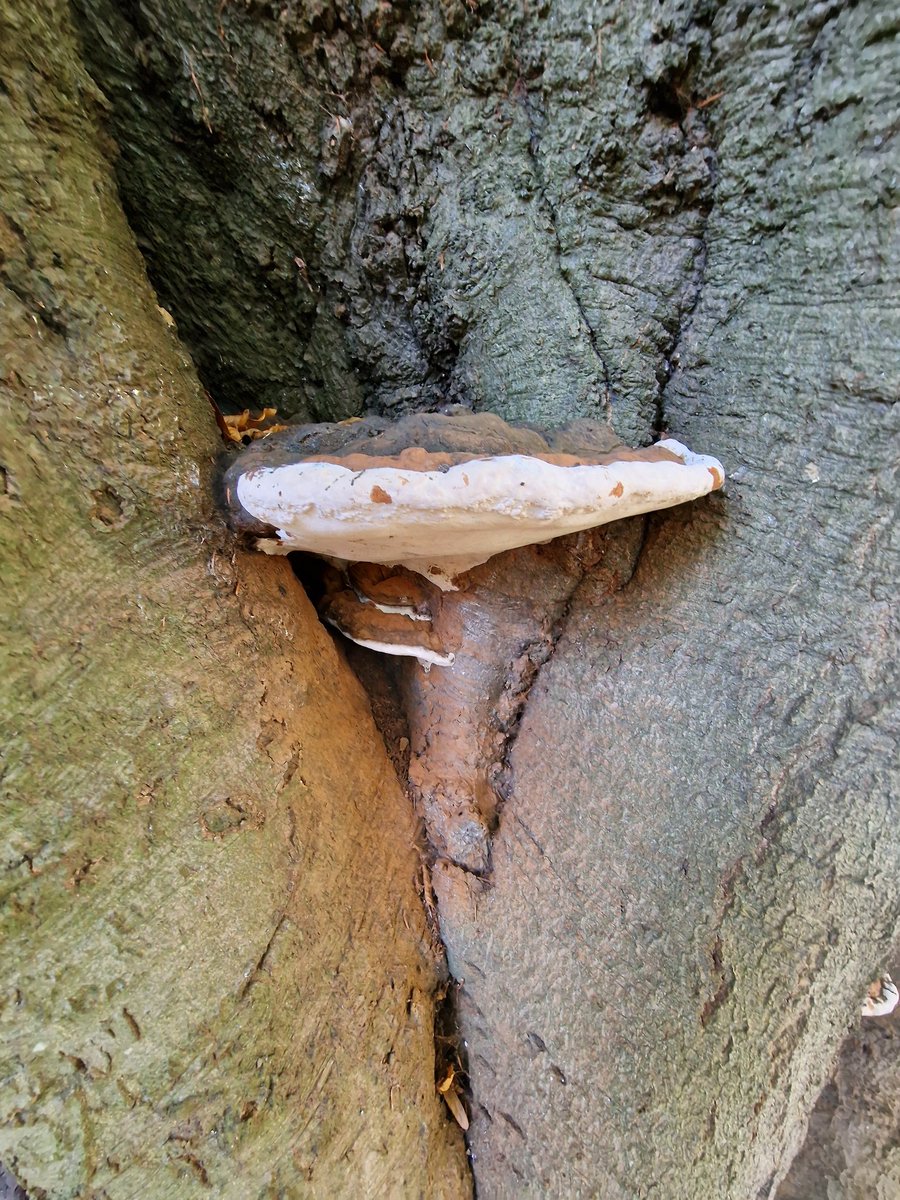 MLaurenceDesign's tweet image. Chichester (West Sussex,  UK) is a cathedral city with many old amazing trees.  There are mature holm oak, sweet chestnut, cedars and beech, etc. Many have Ganoderma. They add so much to the city.

#Chichester #trees #maturetrees #veterantrees #beech #sweetchestnut #holmoak