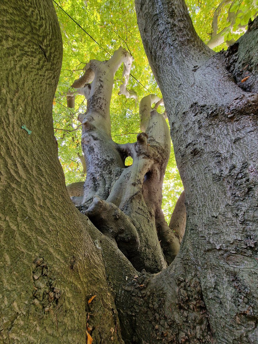 MLaurenceDesign's tweet image. Chichester (West Sussex,  UK) is a cathedral city with many old amazing trees.  There are mature holm oak, sweet chestnut, cedars and beech, etc. Many have Ganoderma. They add so much to the city.

#Chichester #trees #maturetrees #veterantrees #beech #sweetchestnut #holmoak