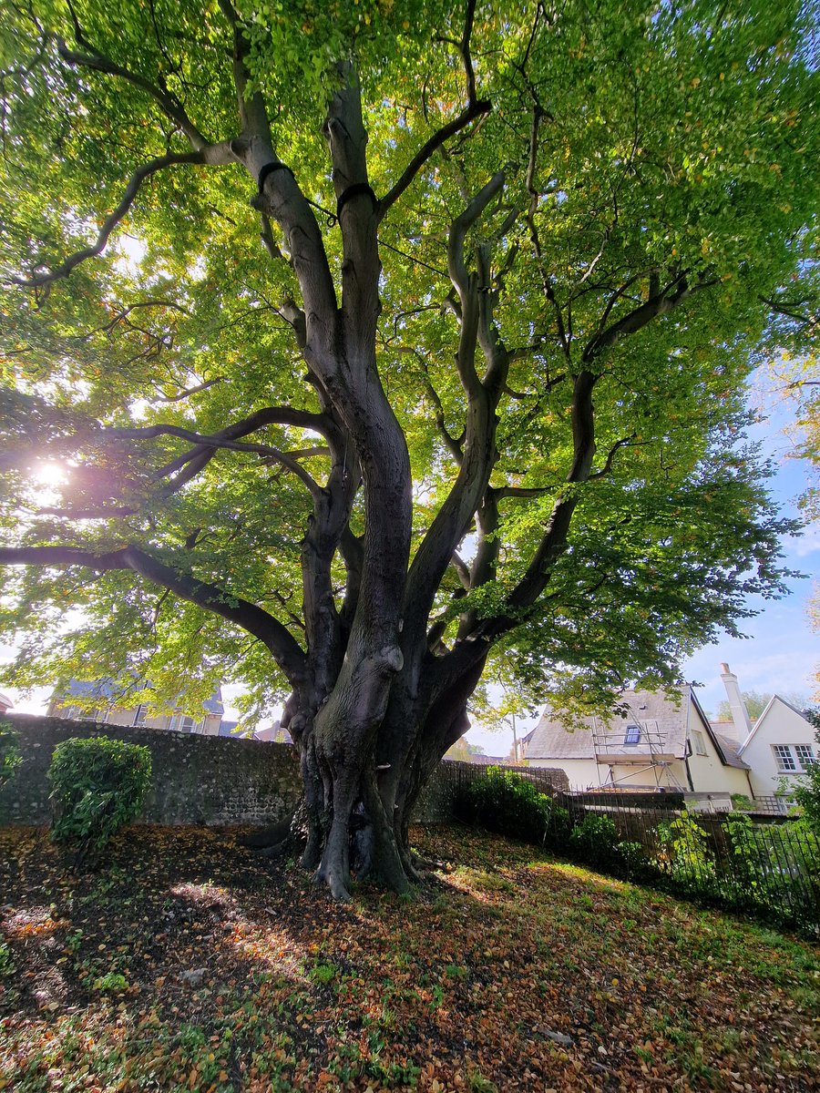MLaurenceDesign's tweet image. Chichester (West Sussex,  UK) is a cathedral city with many old amazing trees.  There are mature holm oak, sweet chestnut, cedars and beech, etc. Many have Ganoderma. They add so much to the city.

#Chichester #trees #maturetrees #veterantrees #beech #sweetchestnut #holmoak