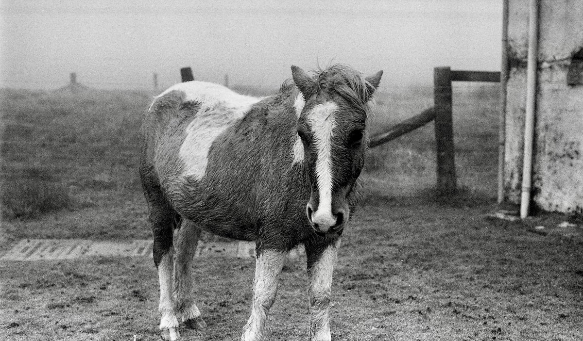 leestevens4's tweet photo. Dartmoor this morning.Very murky.
#Dartmoor.
#NikonF.
#HP5at800.
#BelliniHC https://t.co/3nCGT0De0h
