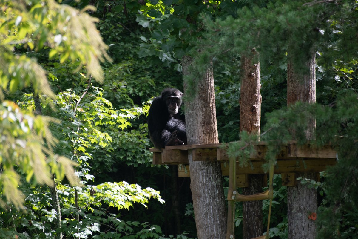 projectchimps's tweet photo. Happy 19th birthday, #ScottChimp! Although Scott is not related to the twins #KeithChimp and #KevinChimp, caregivers call the trio “the Triplets”. They share an October birthday, a deep bond, and they even look a bit alike! Scott is known for his thumb-sucking. https://t.co/jpyQ4Edlz3