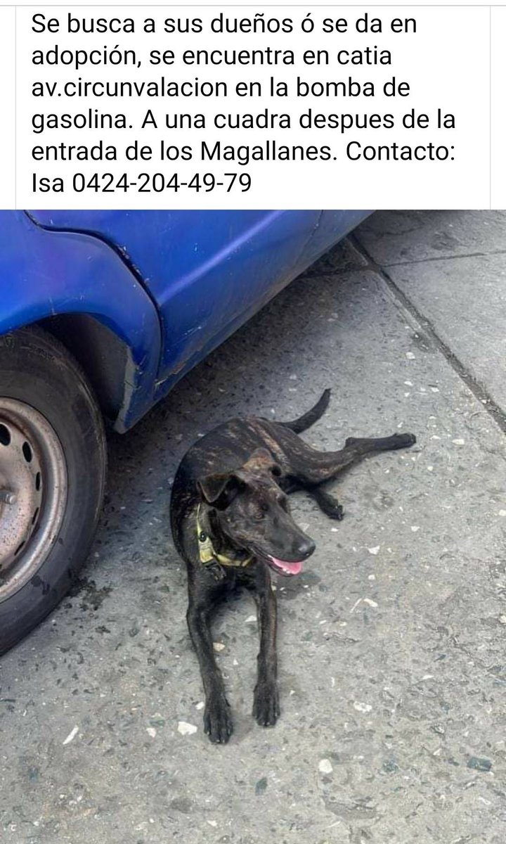 PerroUsuario's tweet photo. #EXTRAVIADO o Abandonado, Catia CARACAS https://t.co/WgfKyus4di