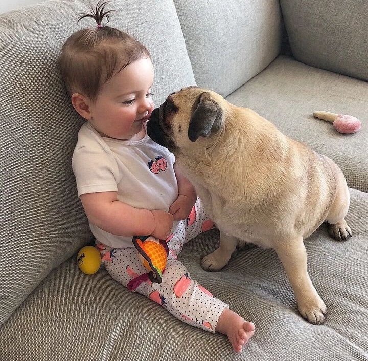 PUGLoversWorld1's tweet photo. Rate this cuteness out of ten...☺️☺️
#pug #pugs #puglife #Sansa #Retreeb #Maroscainu https://t.co/2hTxcxheLV