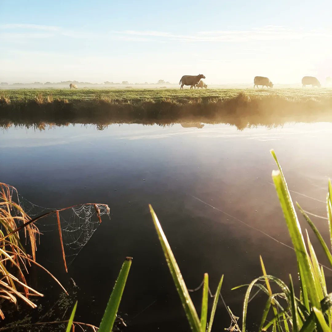 Bureau_RIS's tweet photo. Bijzondere ochtend... #dauw #paardebloem #mist https://t.co/zYpblmnufM