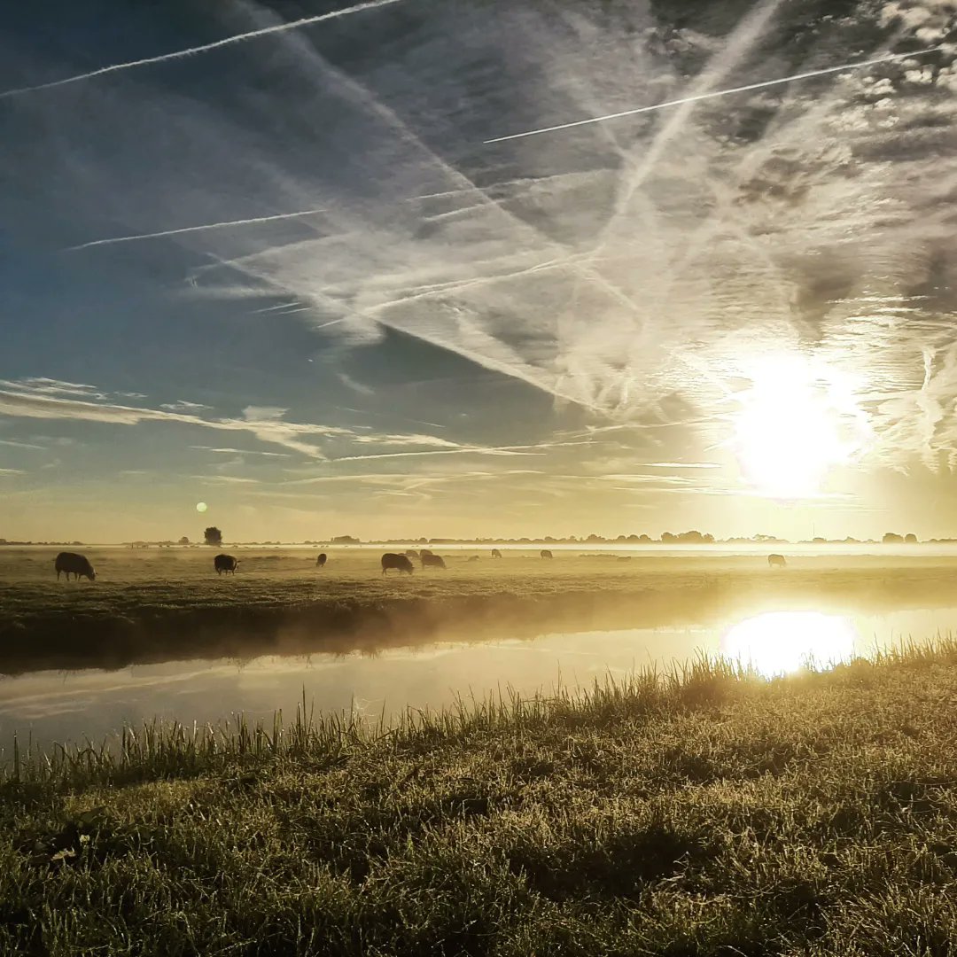 Bijzondere ochtend... #dauw #paardebloem #mist