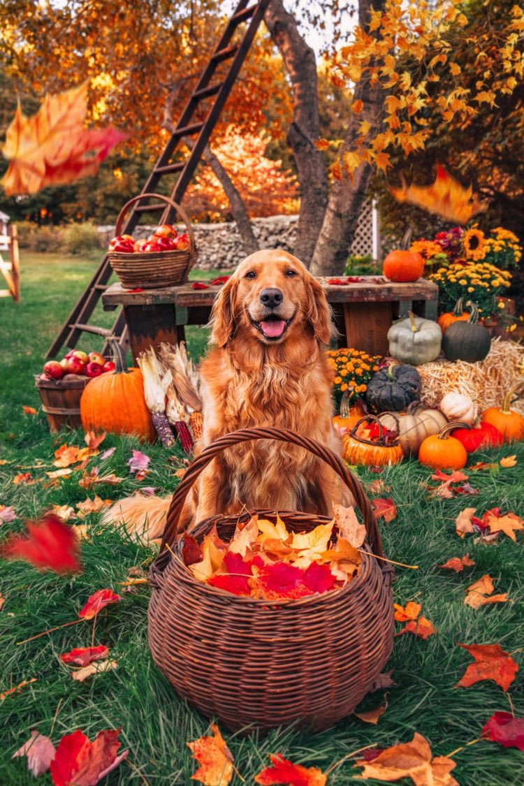 PandoraDreams22's tweet photo. Perfect pose…🍂🎃🐕🧡🍂 https://t.co/7SYJFT6IbZ