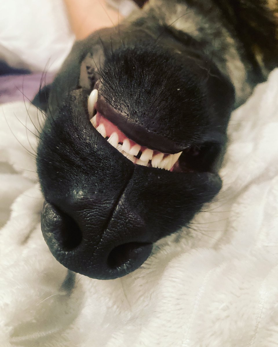 Cheese 😁 Cuddles always help when you’ve felt unwell! 😍 our Duke is definitely on the mend now ❤️

#dog #dogs #healthydog #doglovers #dogsoftwitter #feelingbetter #love #mali #malinois #dutchshepherd #brindle #dogsofinstagram #mydog #mydogiscutest #doglover #doglife #doglove