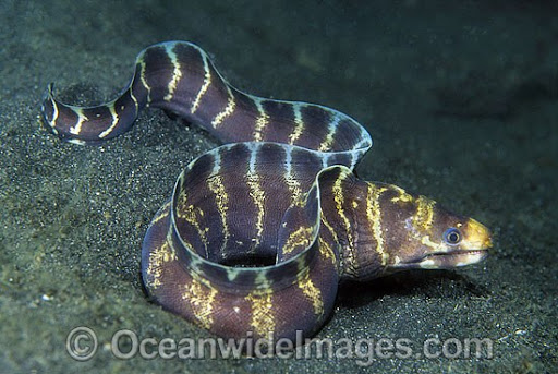 HanaumaOutreach's tweet photo. "KILO WEDNESDAY" (10.19.22):

Recently, visitorʻs have been reporting seeing a "banded eel," in the Bay.  It could possibly be a #BandedMorayEel.  Locally common on shallow reef flats.  Has molar-like teeth for eating crabs.  

#KiloWednesday #HawaiiSeaGrant #SOEST #HBEP https://t.co/7PhpcC2AcZ
