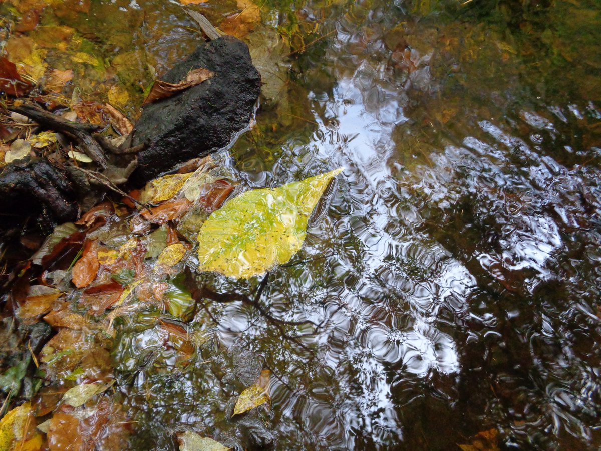 smallmassive's tweet image. #EveryoneNeedsNature#wymingbrook