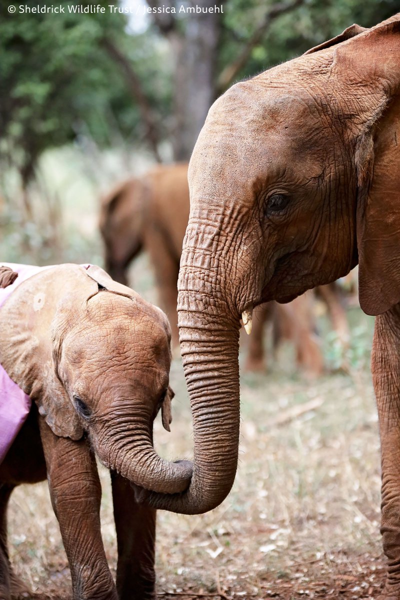 It's not only Suguroi whose maternal side is being drawn out by the youngest orphans at the Nursery. Kinyei - who is very at ease in her own company - is finding little Mzinga's charms hard to resist. Kinyei was actually smaller than Mzinga when rescued sheldrickwildlifetrust.org/orphans/kinyei