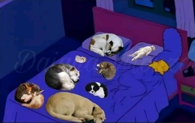 Flantasma1's tweet photo. Cuando tenés que dormir en posición fetal porque el bicherio te ocupa toda la cama https://t.co/AhZCqHklKd