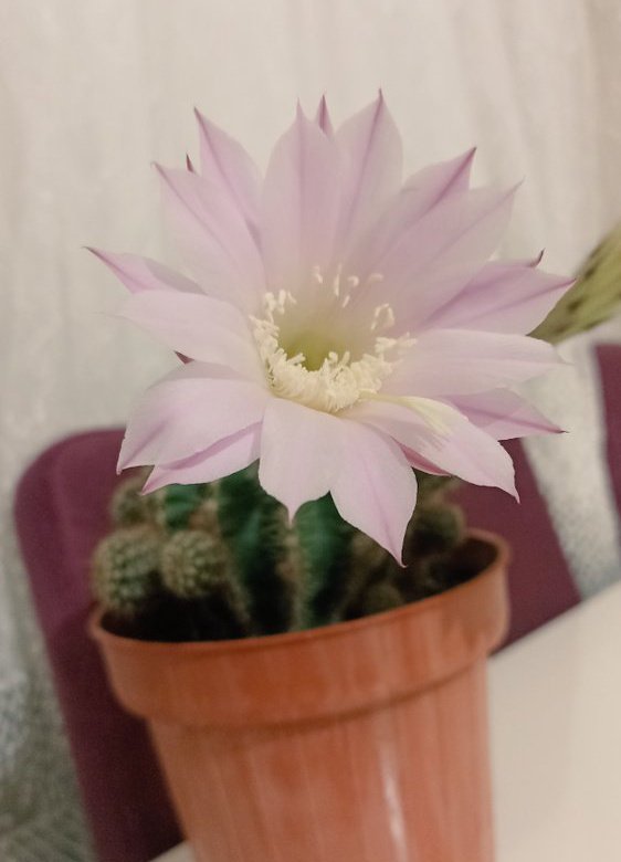 Kaktüsler' de çiçek açar sevmesini bilene 🌵
