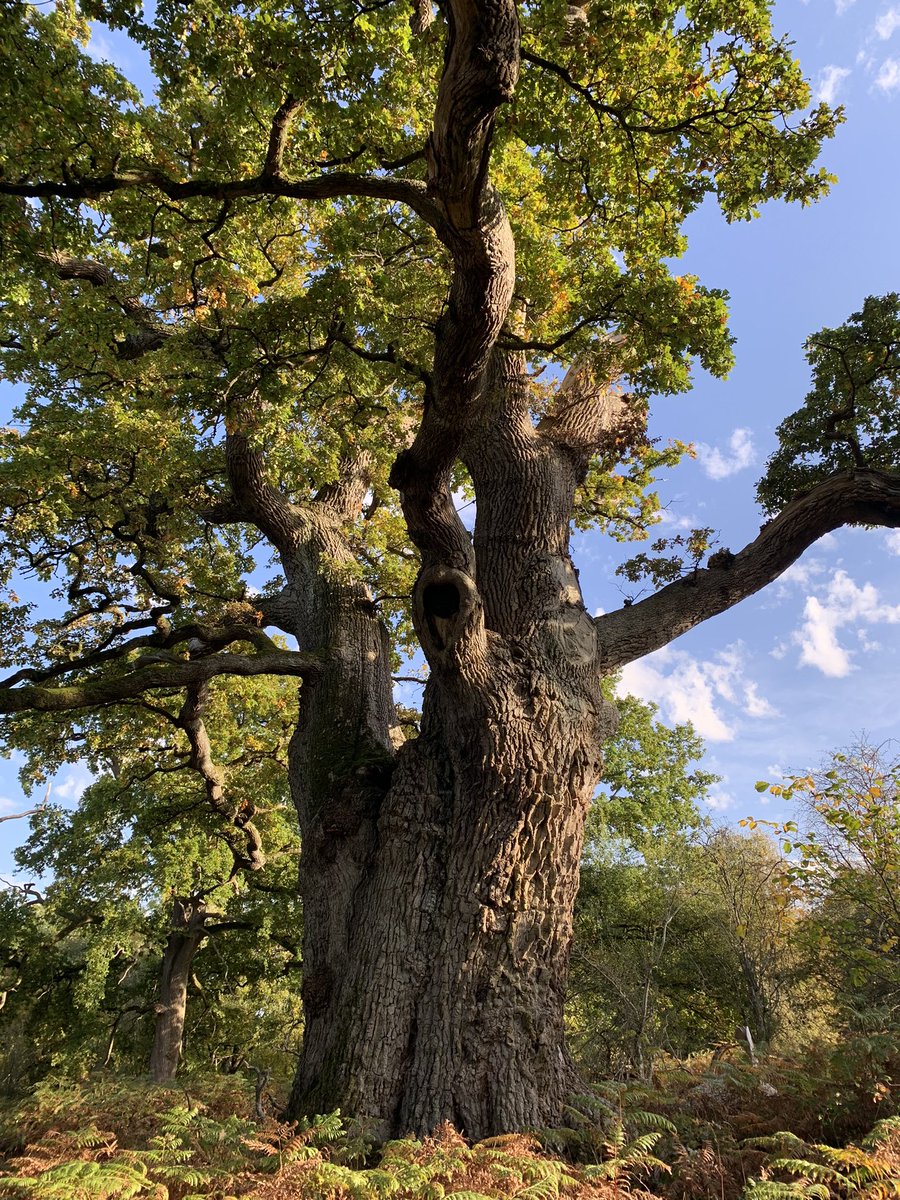 No1EstateBoss's tweet photo. I do 💚 an Oak… #approx1046yearsold #kingoak 👑🌳 https://t.co/iDTIGmADom