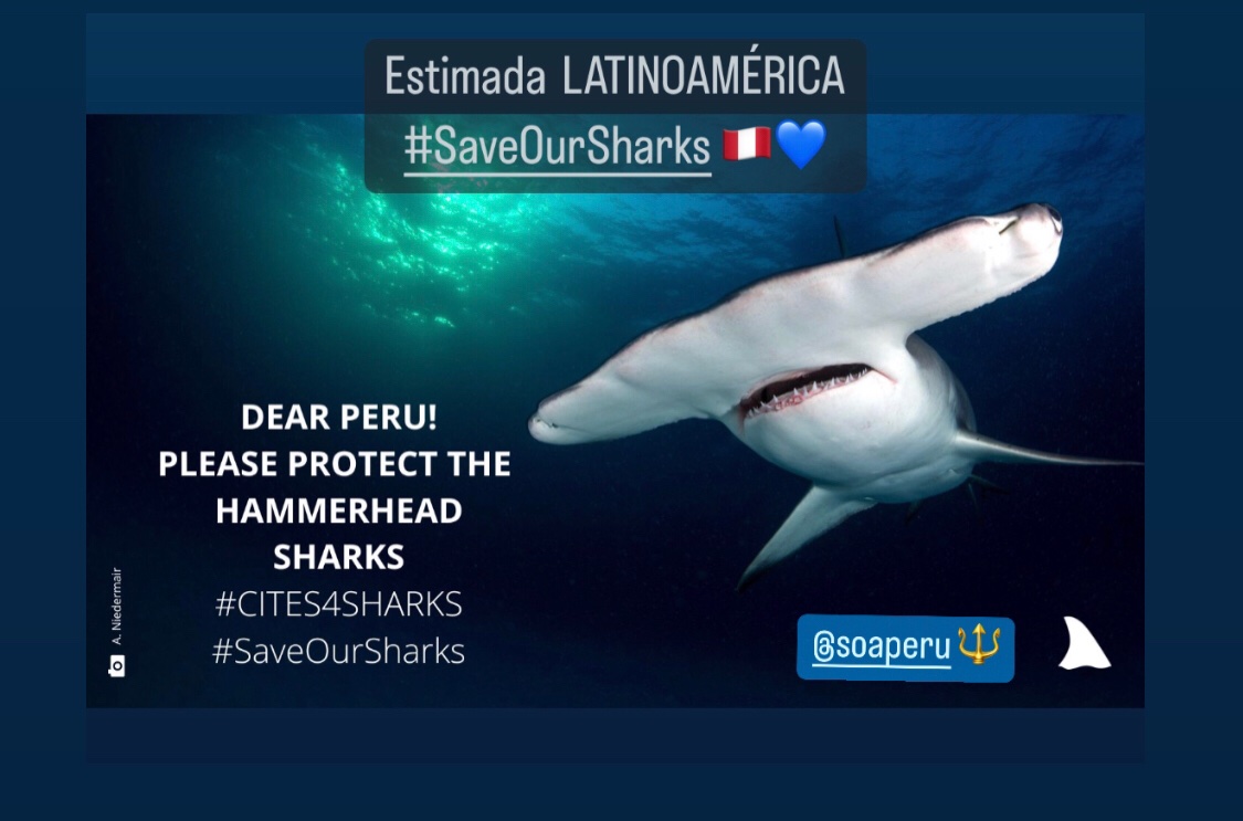 Perú, necesitamos tu apoyo para garantizar la protección de la familia Carcharhinidae. Únete a este movimiento y digamos #SíAlosTiburonesPerú en CITES. <a href="/MINPRODUCCION/">Ministerio de la Producción</a> <a href="/ImarpePeru/">Instituto del Mar del Perú - IMARPE</a>