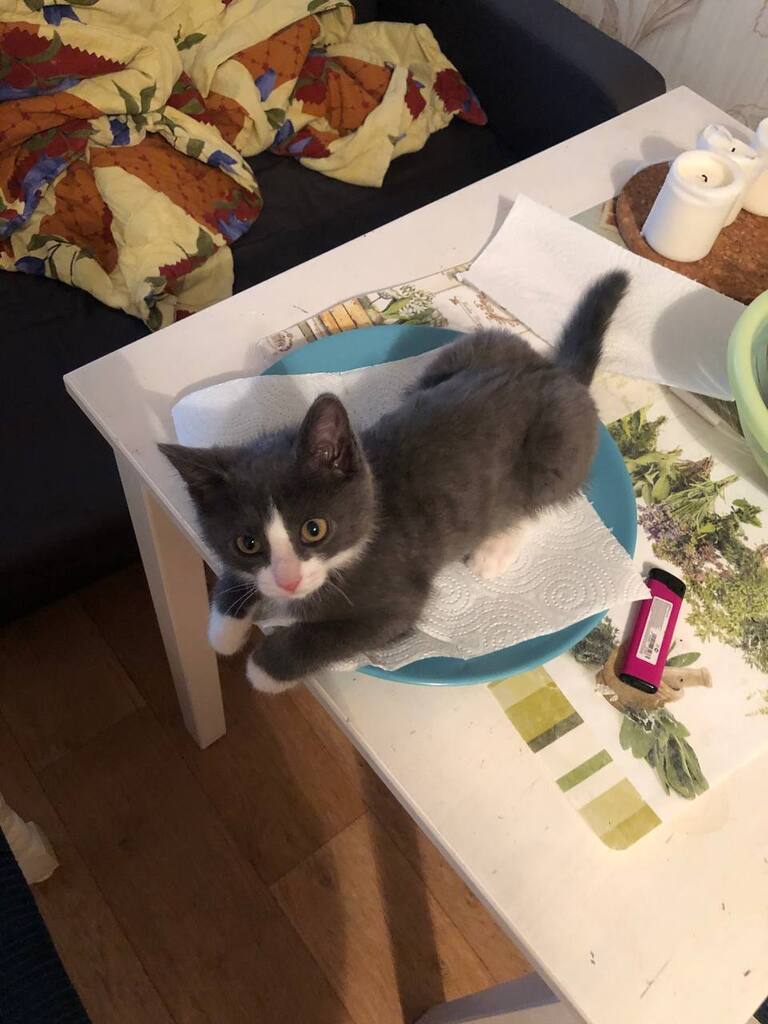 Cute Animal Pictures tweet media