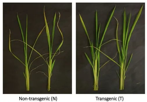 PlantDirectJ's tweet photo. Phenotypic and transcriptomic analysis reveals early stress responses in transgenic rice expressing Arabidopsis DREB1a #PlantSci @ASPB @Wileyplantsci @SEBiology https://t.co/2QuEcCj368