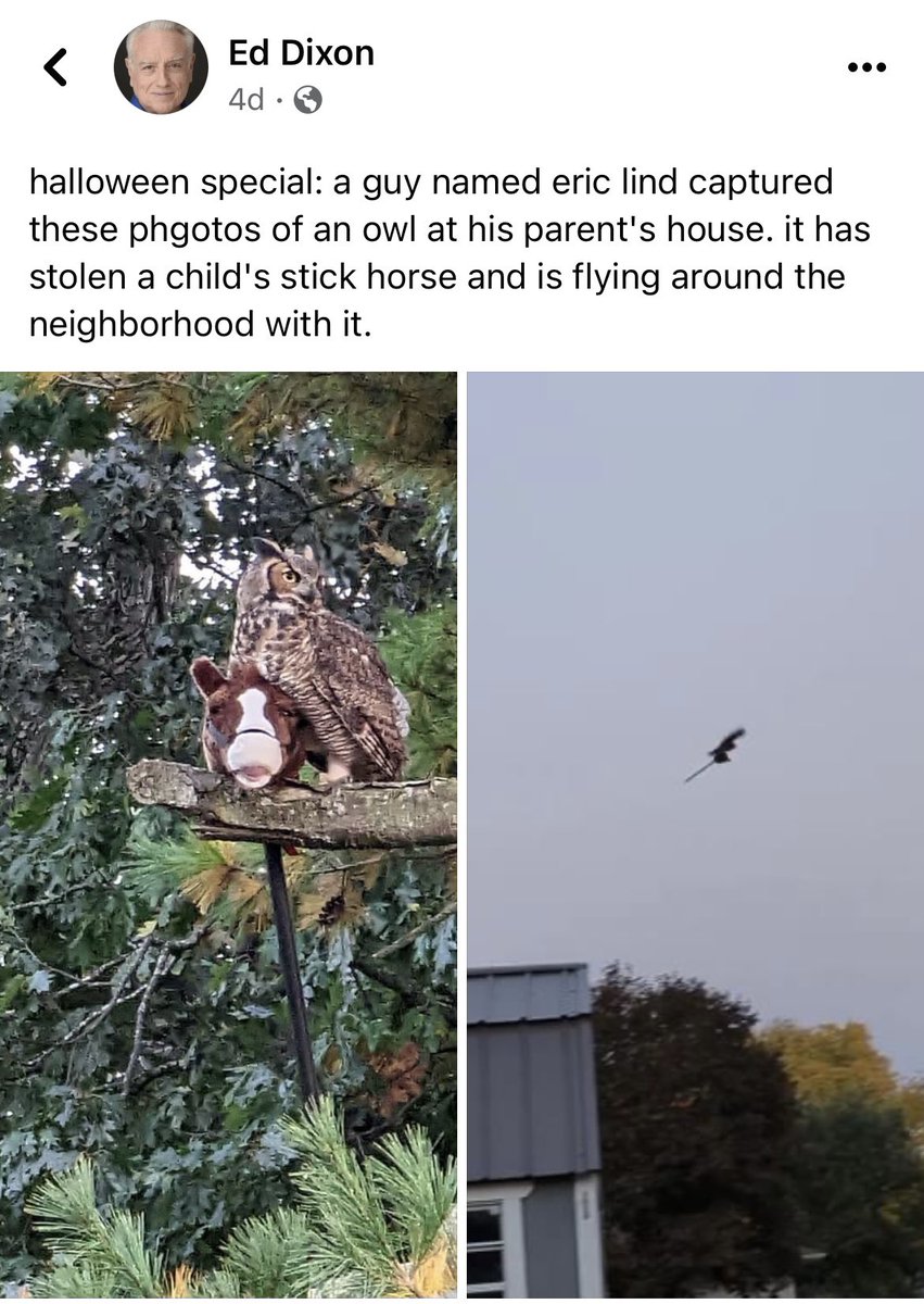 Great Horned Owls have no chill to give.