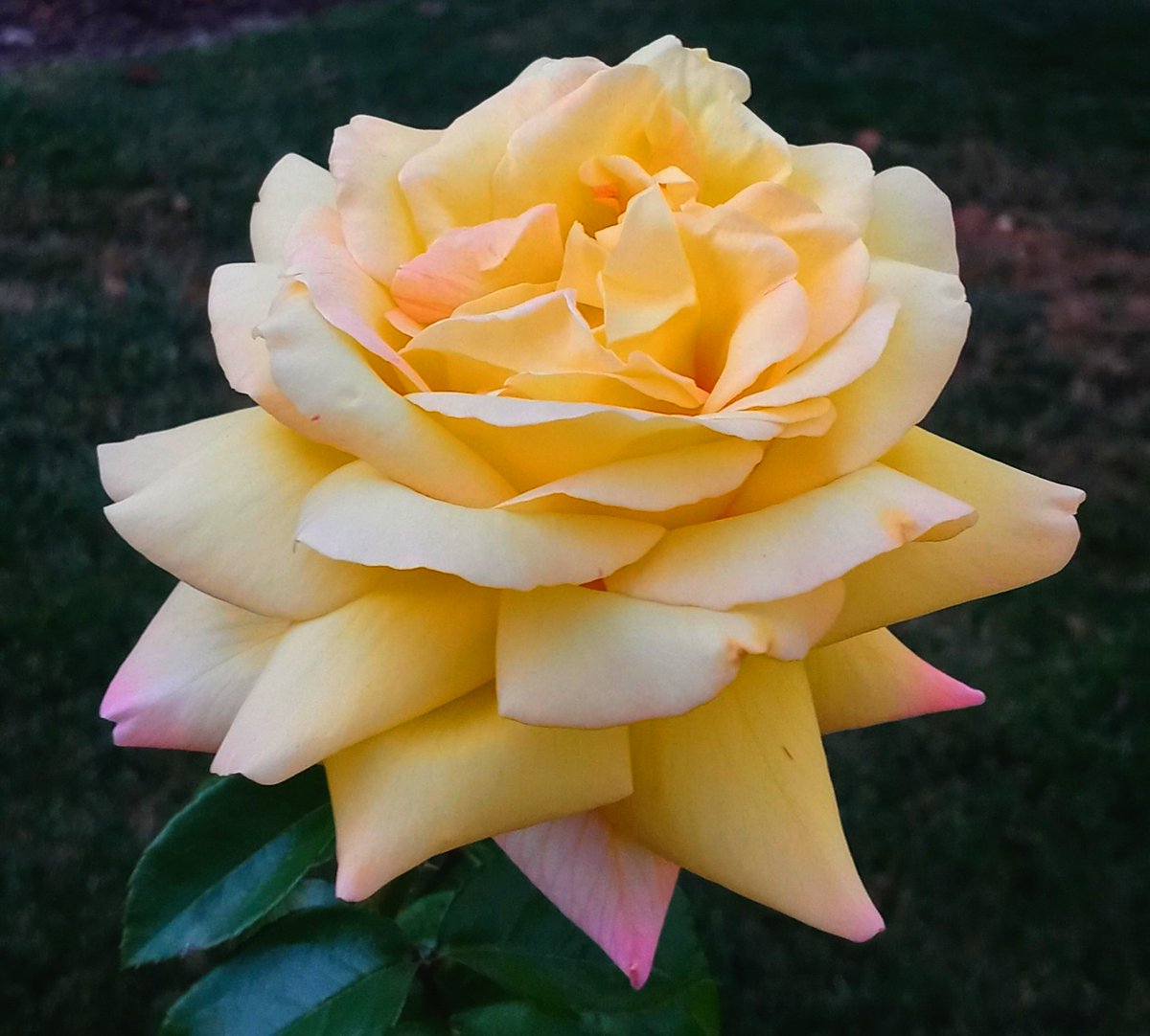 Harold von Drehle tweet media